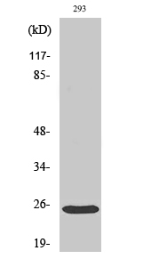 Fig.2. Western Blot analysis of 293 cells using Bak Polyclonal Antibody diluted at 1:500.