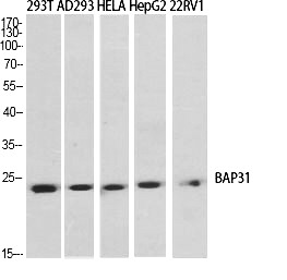 Fig.1. Western Blot analysis of various cells using BAP31 Polyclonal Antibody diluted at 1:2000.