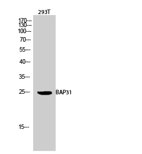 Fig.2. Western Blot analysis of 293T cells using BAP31 Polyclonal Antibody diluted at 1:2000.