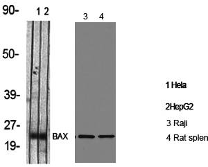 Fig.1. Western Blot analysis of various cells using Bax Polyclonal Antibody.