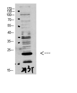 Fig.3. Western Blot analysis of 293T using Bax Polyclonal Antibody diluted at 1:1000. Secondary antibody was diluted at 1:20000.