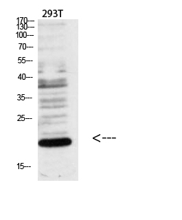 Fig.4. Western blot analysis of various cell Lysate, antibody was diluted at 1:1000. Secondary antibody was diluted at 1:20000.
