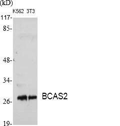 Fig.1. Western Blot analysis of various cells using BCAS2 Polyclonal Antibody diluted at 1:1000.