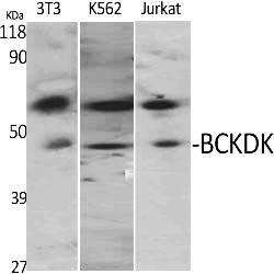 Fig.1. Western Blot analysis of various cells using BCKDK Polyclonal Antibody.