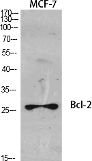Fig.1. Western Blot analysis of various cells using Bcl-2 Polyclonal Antibody diluted at 1:1000.