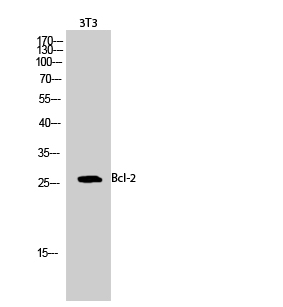 Fig.2. Western Blot analysis of 3T3 cells using Bcl-2 Polyclonal Antibody diluted at 1:1000.
