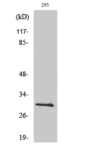 Fig.2. Western Blot analysis of 293 cells using Bcl-x Polyclonal Antibody diluted at 1:500.