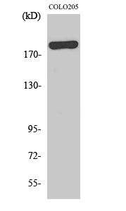 Fig. Western Blot analysis of various cells using BCoR Polyclonal Antibody diluted at 1:500.