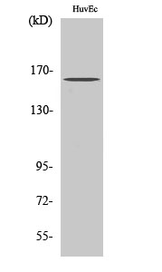Fig. Western Blot analysis of various cells using Bcr Polyclonal Antibody.