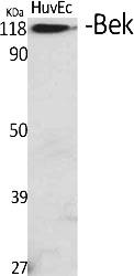 Fig.1. Western Blot analysis of various cells using Bek Polyclonal Antibody.