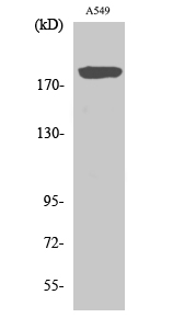 Fig. Western Blot analysis of various cells using BIG2 Polyclonal Antibody.