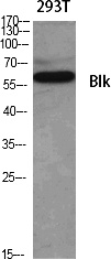 Fig. Western Blot analysis of various cells using Blk Polyclonal Antibody diluted at 1:500.