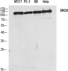 Fig.1. Western Blot analysis of various cells using BM28 Polyclonal Antibody diluted at 1:2000.