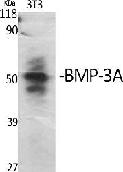 Fig.1. Western Blot analysis of various cells using BMP-3A Polyclonal Antibody.