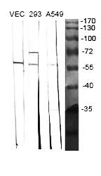 Fig.1. Western Blot analysis of various cells using BMP-5 Polyclonal Antibody diluted at 1:1000.