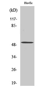 Fig.2. Western Blot analysis of HeLa cells using BMP-5 Polyclonal Antibody diluted at 1:1000.