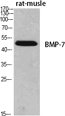 Fig.1. Western Blot analysis of various cells using BMP-7 Polyclonal Antibody diluted at 1:500.