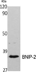 Fig.1. Western Blot analysis of various cells using BNIP-2 Polyclonal Antibody.