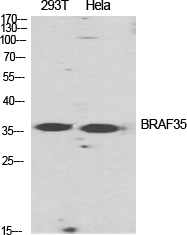 Fig.1. Western Blot analysis of various cells using BRAF35 Polyclonal Antibody diluted at 1:2000.