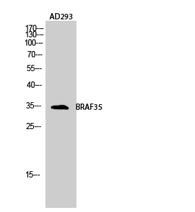 Fig.2. Western Blot analysis of AD293 cells using BRAF35 Polyclonal Antibody diluted at 1:2000.