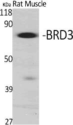 Fig.1. Western Blot analysis of various cells using BRD3 Polyclonal Antibody.