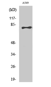 Fig.2. Western Blot analysis of A549 cells using BRD3 Polyclonal Antibody.
