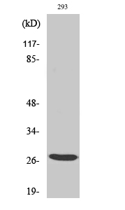 Fig. Western Blot analysis of various cells using BRMS-1 Polyclonal Antibody.
