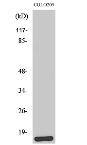 Fig.1. Western Blot analysis of various cells using Brp44L Polyclonal Antibody.