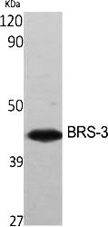 Fig.1. Western Blot analysis of various cells using BRS-3 Polyclonal Antibody.