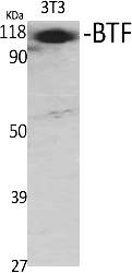 Fig.1. Western Blot analysis of various cells using BTF Polyclonal Antibody.