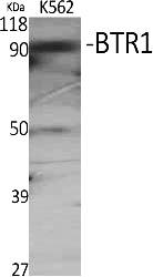 Fig.1. Western Blot analysis of various cells using BTR1 Polyclonal Antibody.