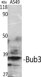 Fig.1. Western Blot analysis of various cells using Bub3 Polyclonal Antibody.