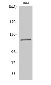 Fig. Western Blot analysis of various cells using BubR1 Polyclonal Antibody.