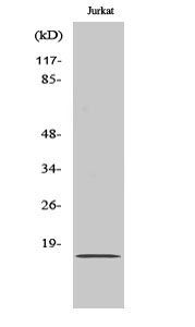 Fig. Western Blot analysis of various cells using BUD31 Polyclonal Antibody.