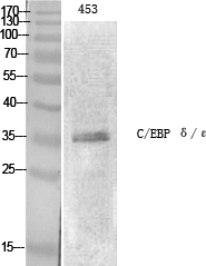Fig.1. Western Blot analysis of various cells using C/EBP ε Polyclonal Antibody.