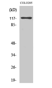 Fig. Western Blot analysis of various cells using C/EBP ζ Polyclonal Antibody.