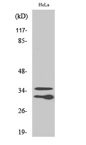 Fig. Western Blot analysis of various cells using C1qL2 Polyclonal Antibody.