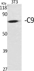 Fig.1. Western Blot analysis of various cells using C9 Polyclonal Antibody.