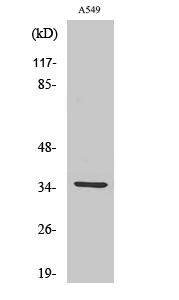 Fig. Western Blot analysis of various cells using CA VA Polyclonal Antibody.