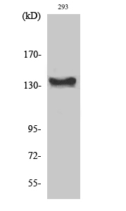 Fig. Western Blot analysis of various cells using c-Abl Polyclonal Antibody diluted at 1:1000.