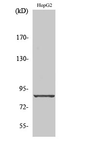 Fig. Western Blot analysis of various cells using Cadherin-19 Polyclonal Antibody diluted at 1:1000.