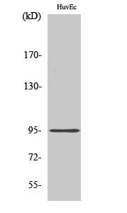 Fig. Western Blot analysis of various cells using Cadherin-26 Polyclonal Antibody.