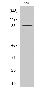 Fig. Western Blot analysis of various cells using Cadherin-7 Polyclonal Antibody diluted at 1:1000.