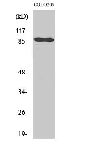 Fig. Western Blot analysis of various cells using Cadherin-9 Polyclonal Antibody.