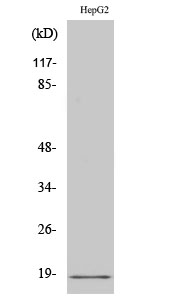 Fig.2. Western Blot analysis of HuvEc cells using Calmodulin Polyclonal Antibody diluted at 1:2000.