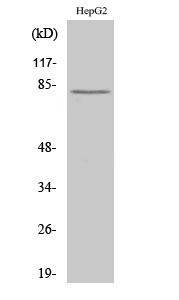 Fig. Western Blot analysis of various cells using Calpain 11 Polyclonal Antibody.