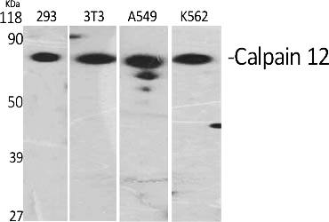 Fig.1. Western Blot analysis of various cells using Calpain 12 Polyclonal Antibody.
