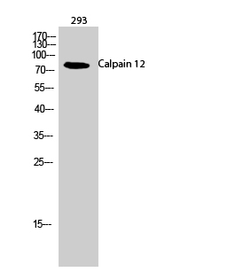 Fig.2. Western Blot analysis of 293 cells using Calpain 12 Polyclonal Antibody.