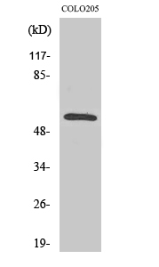 Fig. Western Blot analysis of various cells using CaMKIIβ/γ Polyclonal Antibody.