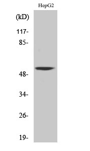 Fig. Western Blot analysis of various cells using CaMKV Polyclonal Antibody.